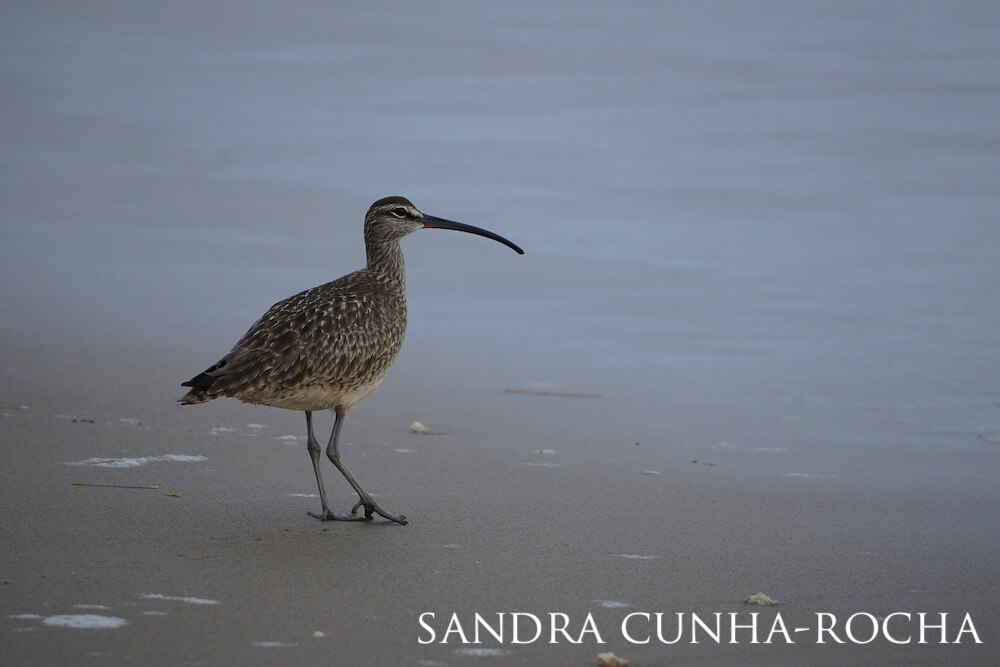 Long-billed curlew eyeing its surroundings carefully, leg propped slightly in a relaxed manner.