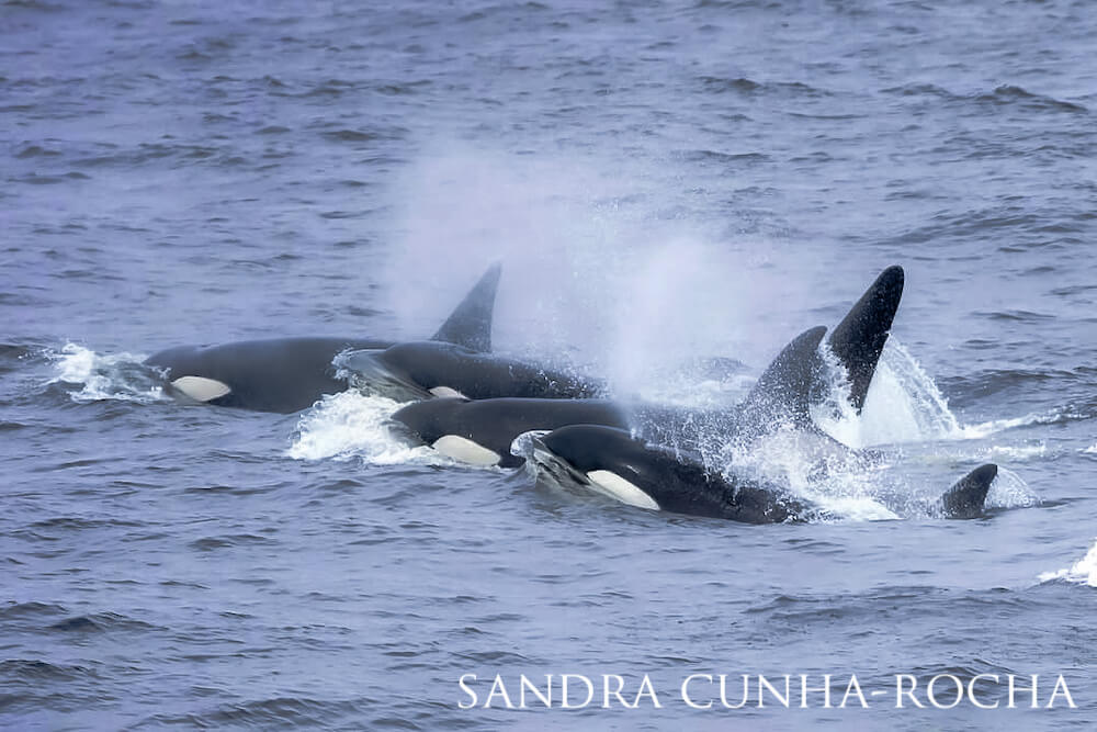 Pod of orcas spouting mist from their blowholes.
