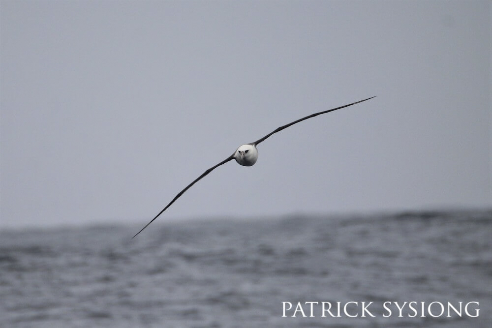 Laysan albatross dipping its wing against a dark grey sky.