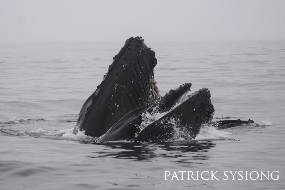 Lunge-feeding humpback whale utilizing the abundance of fish.