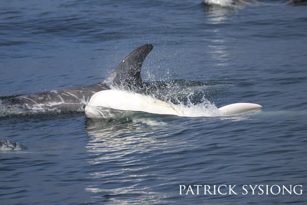 White Risso's dolphin standing out brilliantly against its pod and smooth waters.
