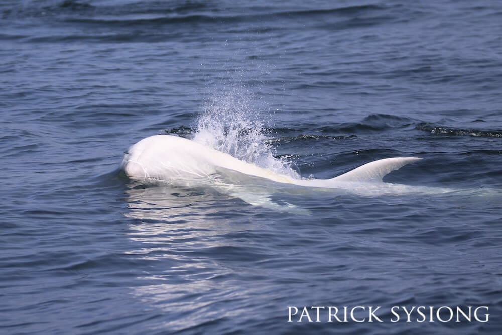 White Risso's dolphin breaching the surface.