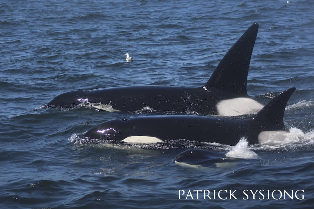 A pod of orcas loudly proclaiming their presence with a breach; a single gull watches them.