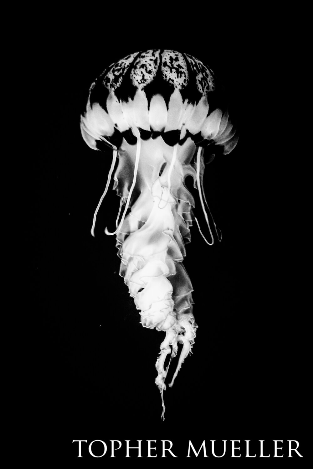Black and white shot of a purple-striped Jellyfish; its unique pattern is made all the more obvious and striking.