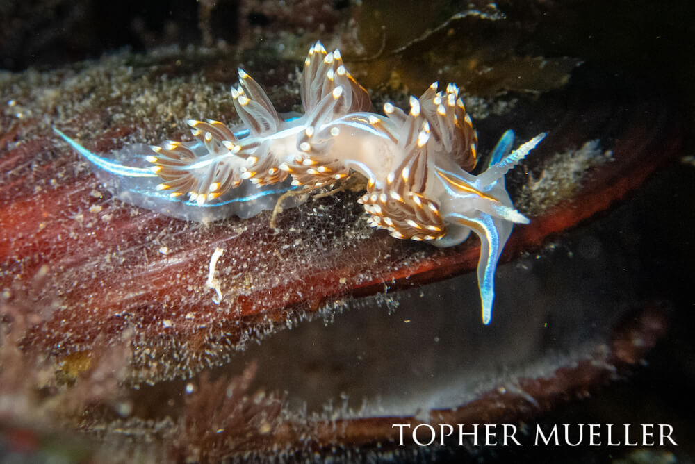 An opalescent nudibranch meanders over an empty mussel shell.