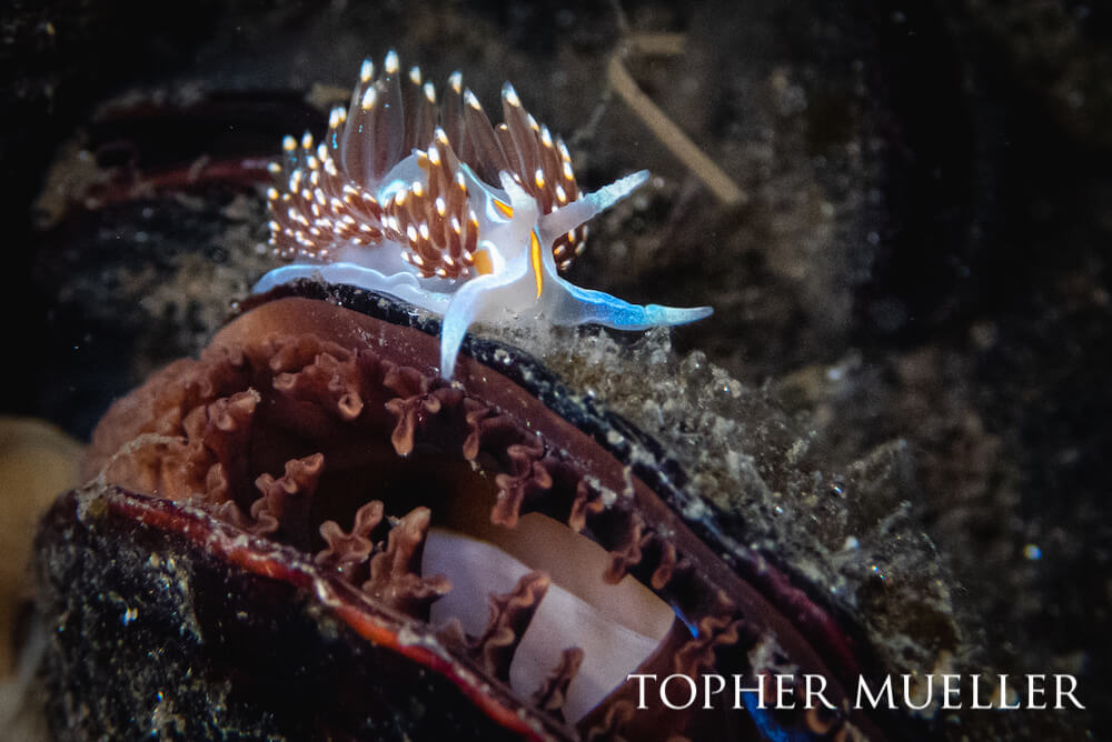 An opalescent nudibranch skirts the top of a Giant Rock Scallop.
