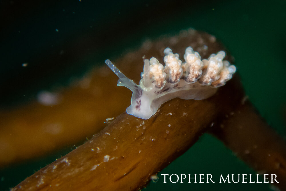 Doto nudibranch moving along an angled, brown, pole-like structure.