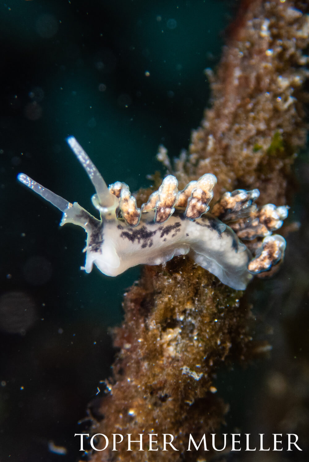 Doto nudibranch relaxing on a brown, pole-like structure while white, transulcent grains float about.