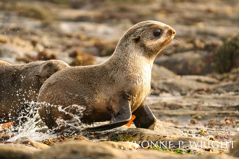 Northern fur seal pup atop tan rocks, a sprinkle of seawater dampening its coat.