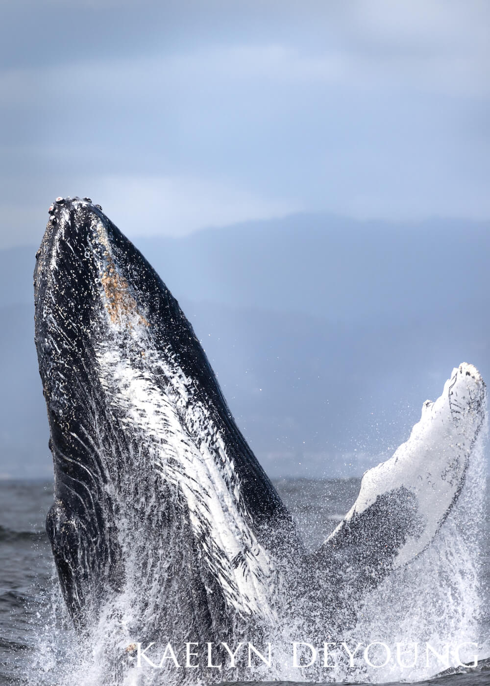Breaching humpback whale splaying its flippers outward.