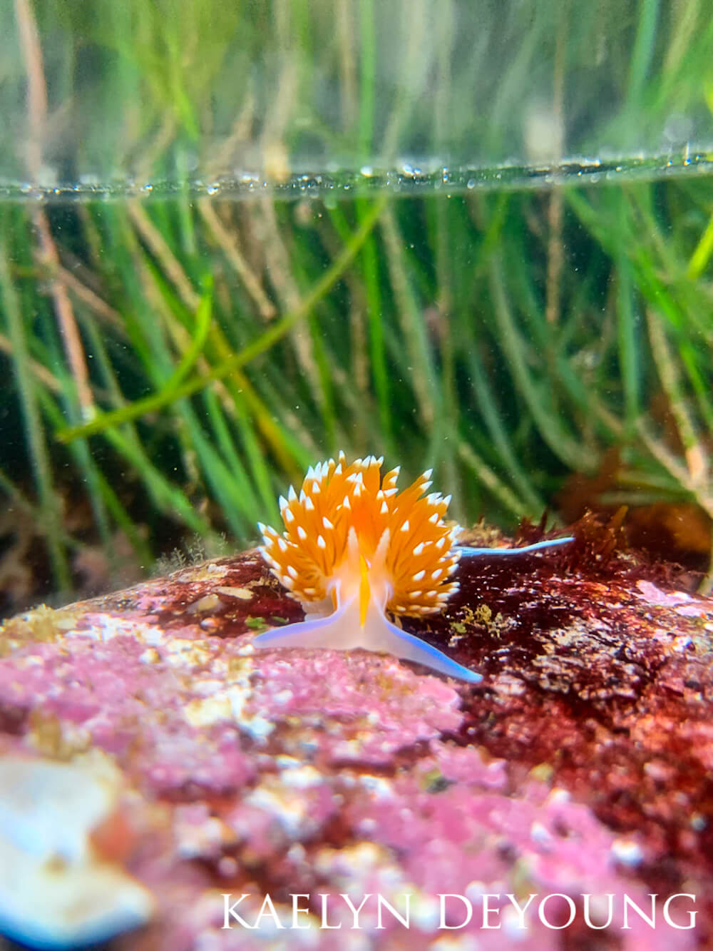 Close up of an opalescent nudibranch during low tide.