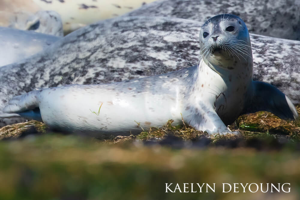 HHarbor seal pup resting on a bed of lichen, curiously gazing into the distance.