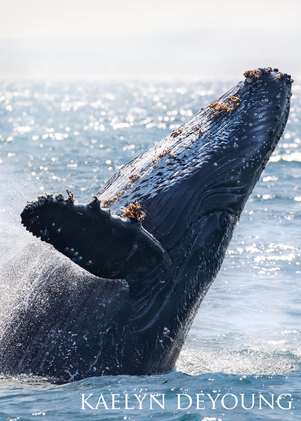 Barnacle-riddled humpback whale flipping backwards.