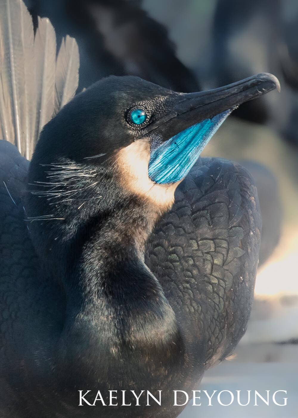 Brandt's cormorant displaying its jewel-blue throat and eyes.