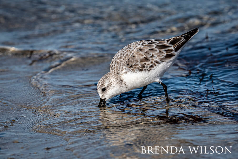 A sanderling picking for something in the sand.