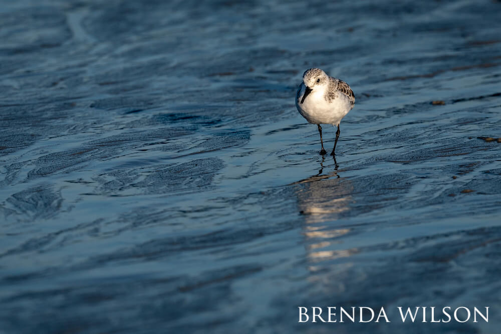 A sanderling standing in shallow water.