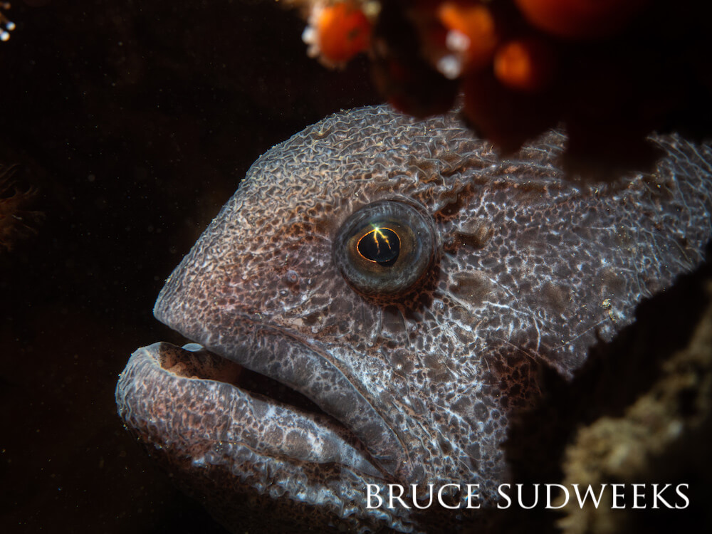 Close up of the head of a wolf eel.