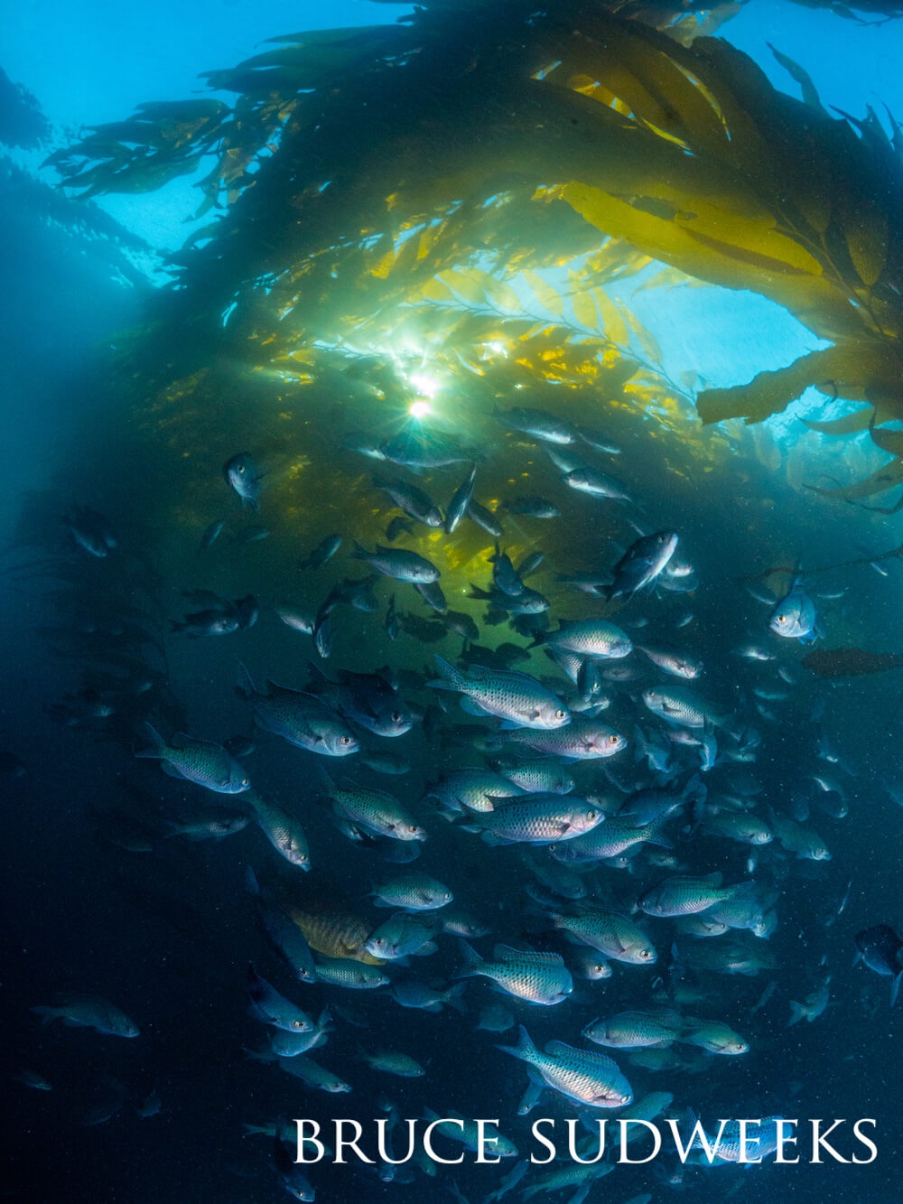 School of fish swimming in a kelp forest near the top of the ocean.