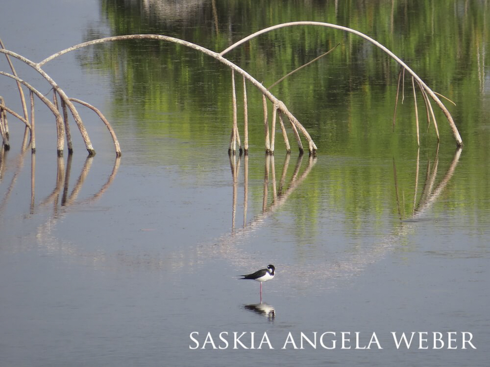 Black-necked stilt standing in quiet waters with a white mangrove arching behind it.