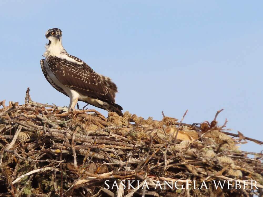Young osprey observing the world outside its nest.