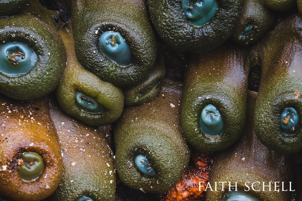 Close up of giant green anemone's blue hues centered in their stinging tentacles.