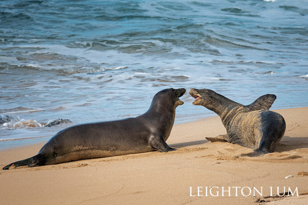 Two Hawaiian monk seals barking at each other on a sandy beach.