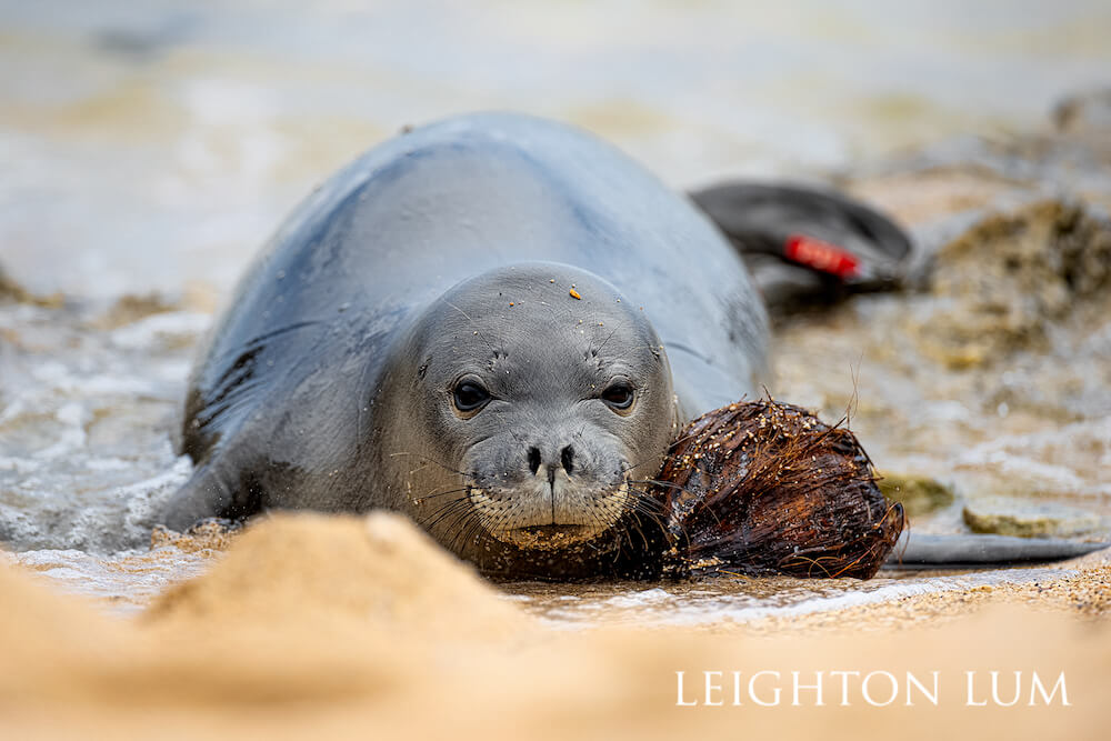 Hawaiian monk seal resting head on bundle of brown seaweed.