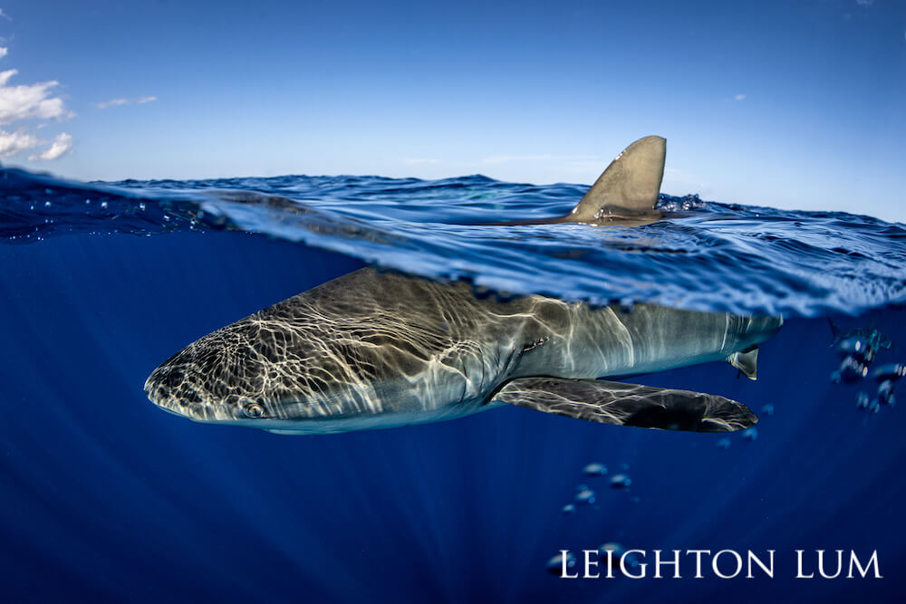 Sunlight casting a unique pattern on galapago shark's head while its dorsal fin pokes out of the water slightly.