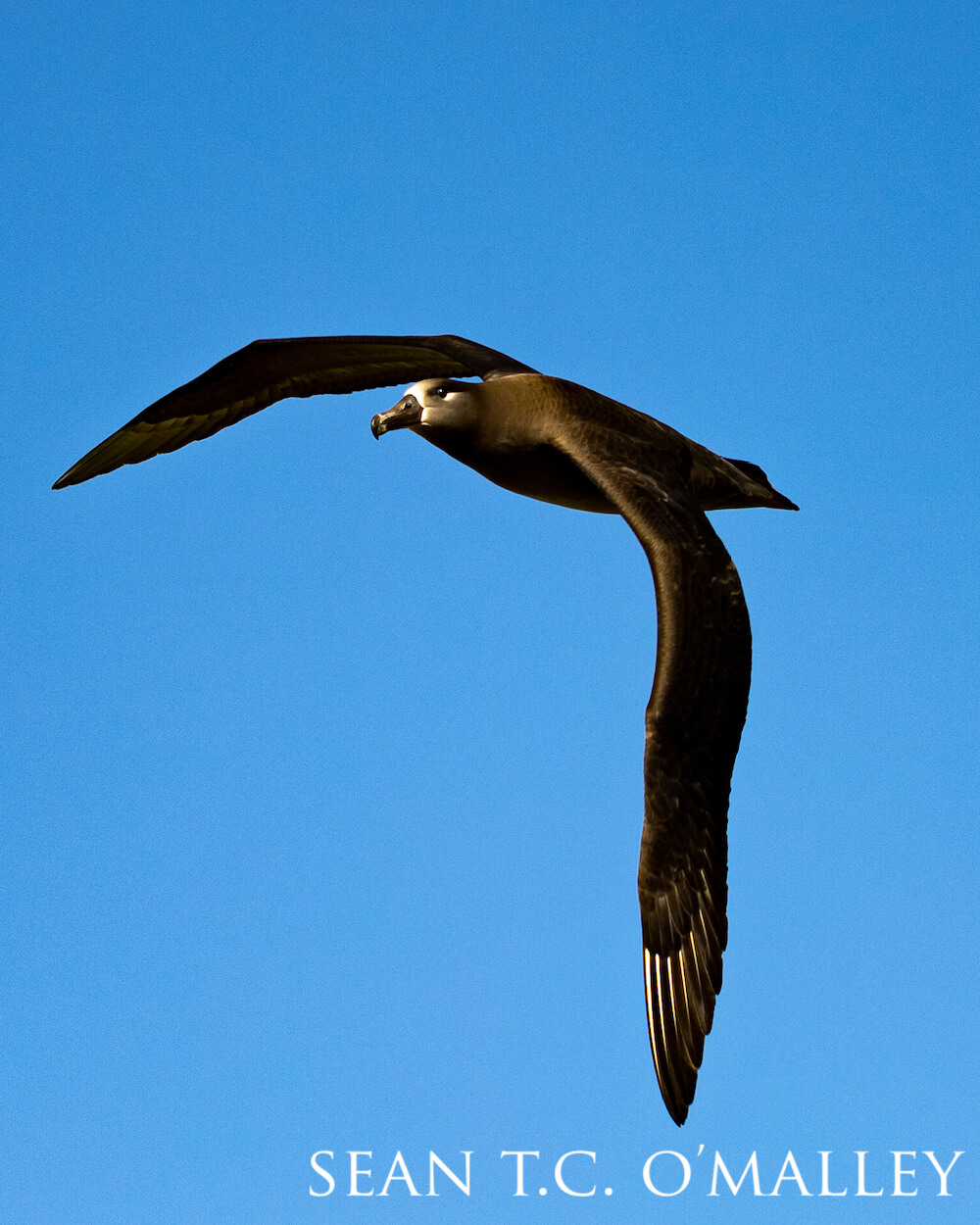 Black-footed albatross dipping its massive wing with a determined glint in its eyes.