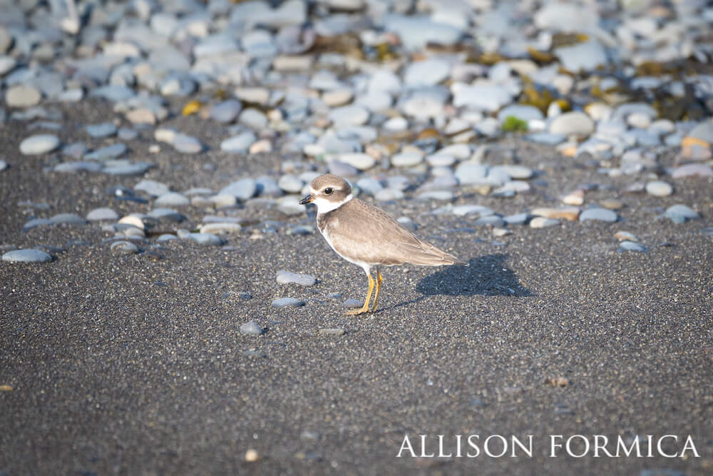 Plover standing on pebbled beach.