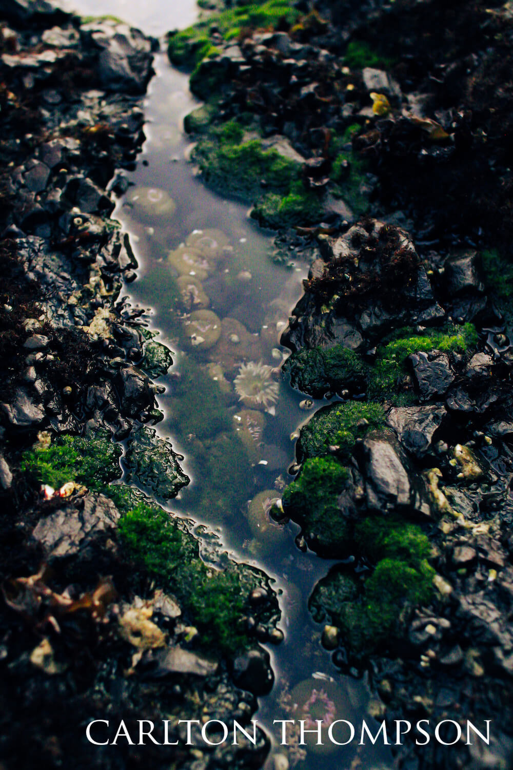A thin, shallow strip of water flowing through stumpy hills of mollusks and sea anemones.