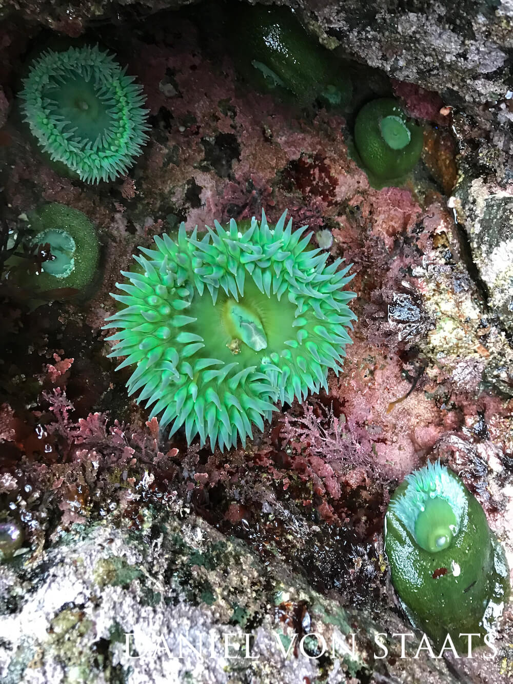 A collection of green surf anemones on a mauve-colored surface.