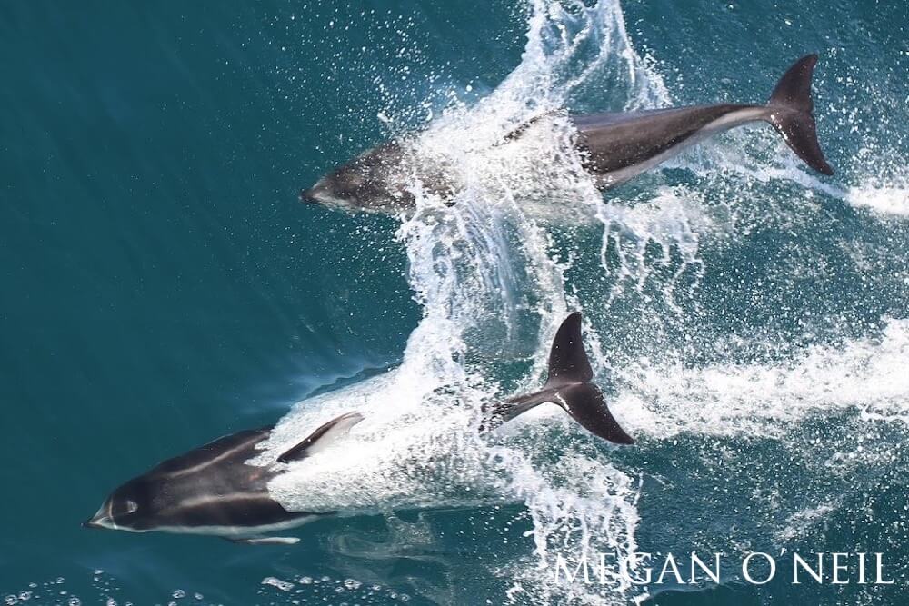 Top-down view of two pacific white-sided dolphins splashing into the teal waters.