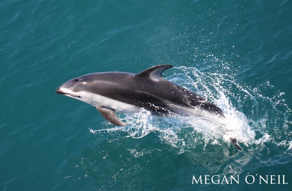 A single Pacific white-sided dolphin breaching the ocean's surface.
