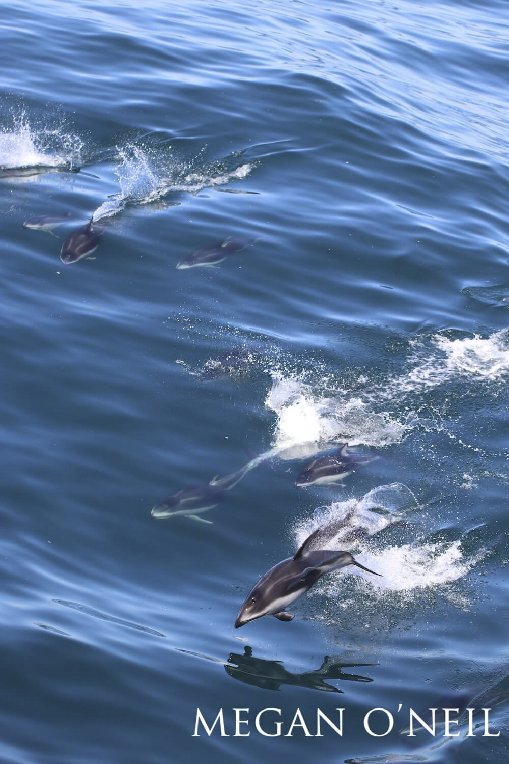 Multiple Pacific white-sided dolphins leaping out of the water.