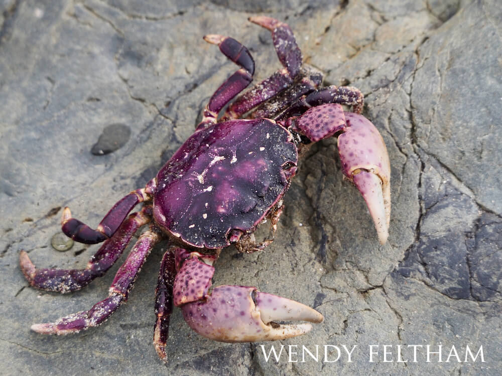 Purple shore crab crawling on a rocky beach.