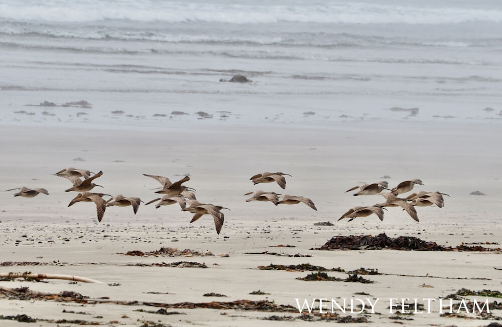 A flock of whimbrels flying over a sandy beach littered with kelp bunches.