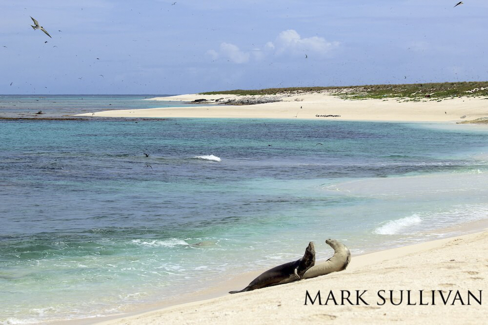 Two Hawaiian monk seals joust on a sandy beach, a mass of seabirds soaring through the sky.