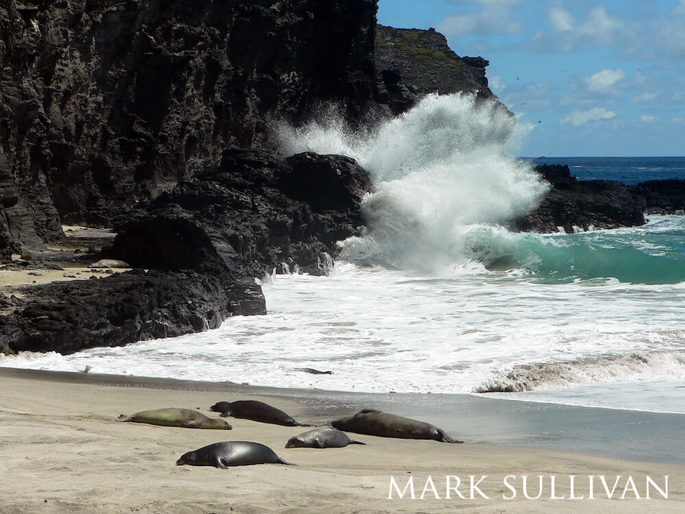 Hawaiian monk seals lounging on the beach on a clear day with the waves crashing into the rocky coast behind them.