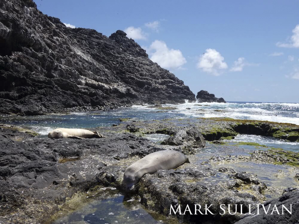 A rocky cliff overlooking two Hawaiian monk seals resting by tidepools.