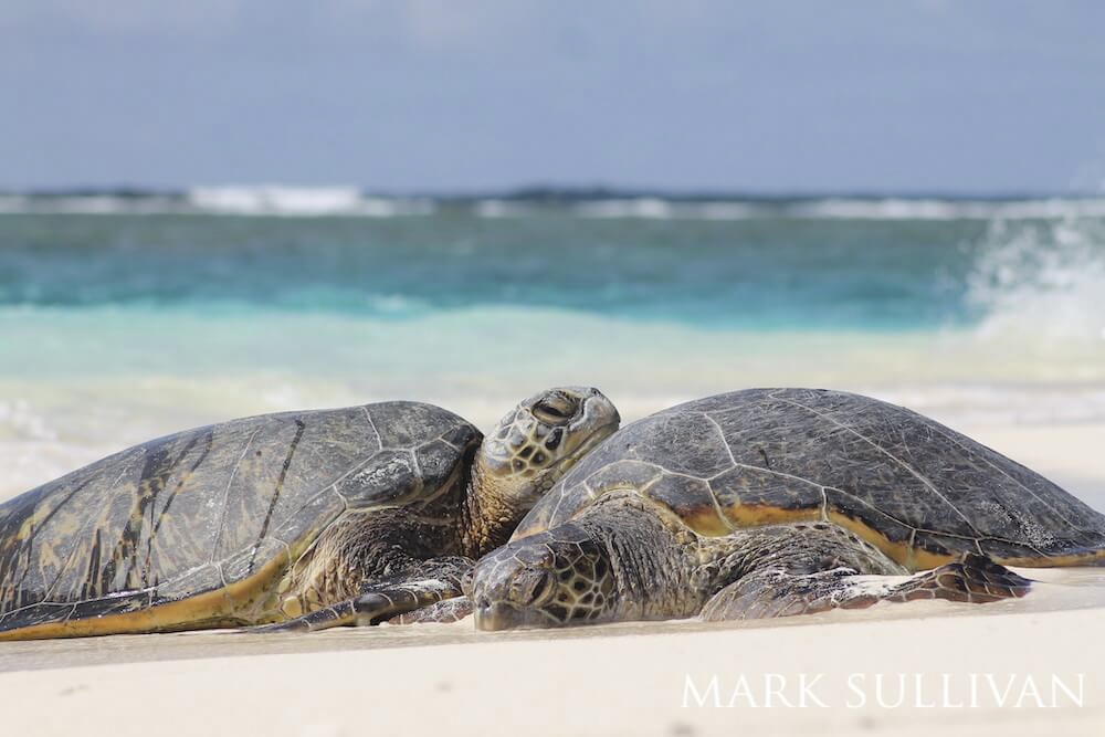 Two green sea turtles contentedly basking on a sandy beach, with one head resting atop the other's shell.