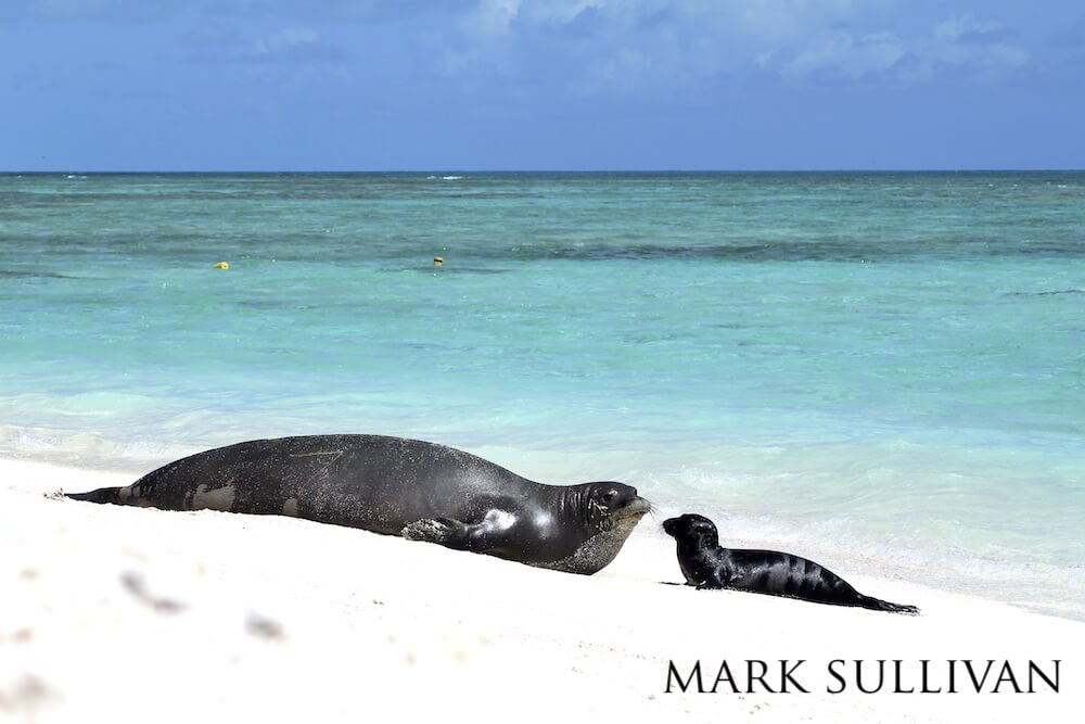 Hawaiian monk seal and pup staring intently at each other while bluish-green waves roll along the shoreline.