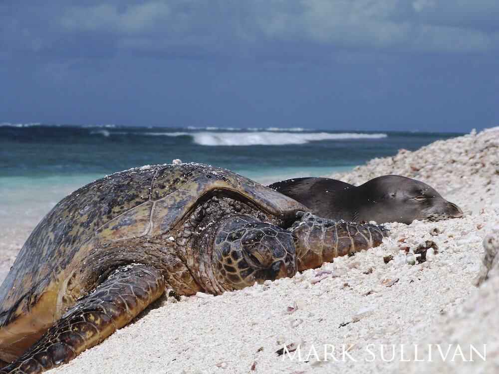 Green sea turtle and Hawaiian monk seal napping atop a hill of sand.