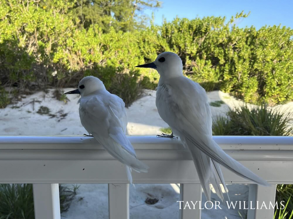 White tern pair looking out towards some wild bushes while perched atop a white railing.