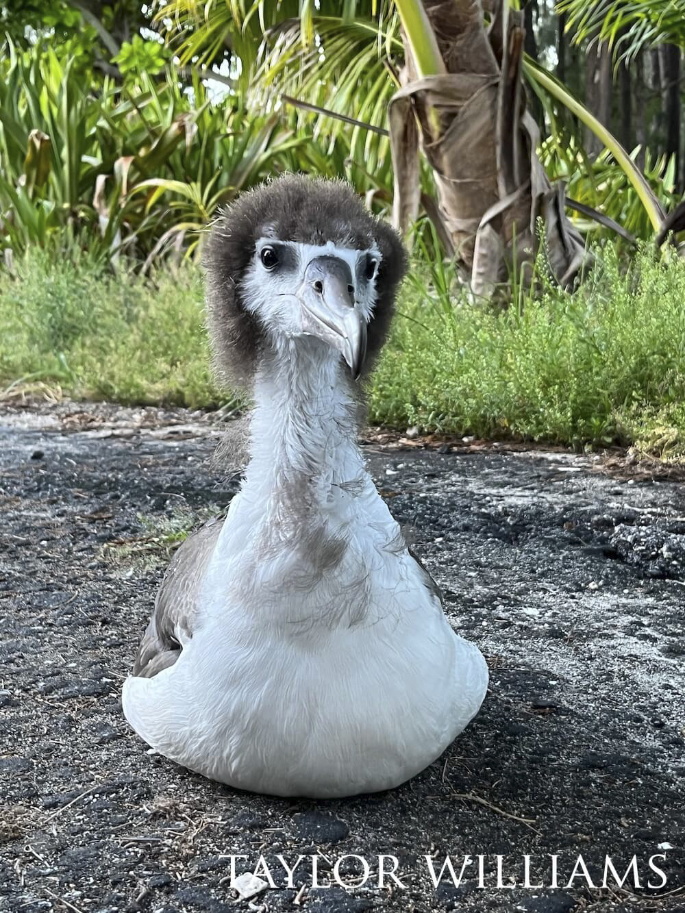 Albatross flaunting a funky hairdo.