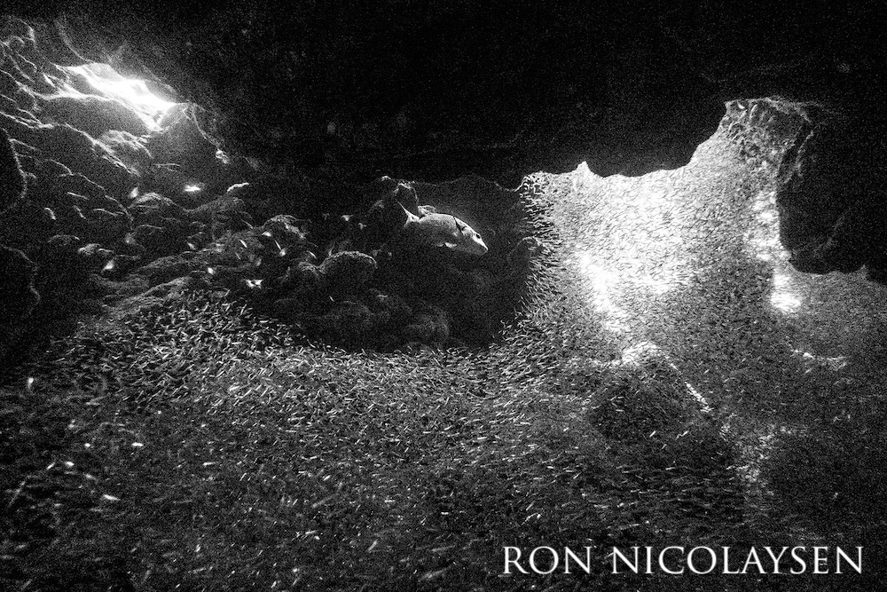 Black and white photo of thousands of silversides maneuvering underneath a rocky structure.