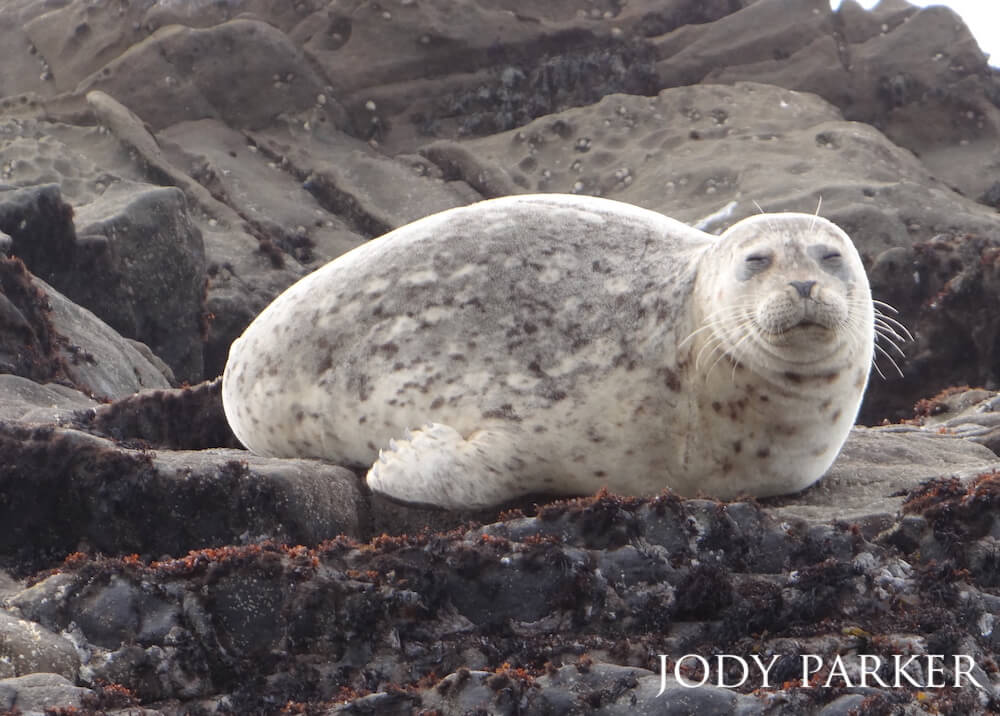 A seal contentedly resting on a rocky platform.