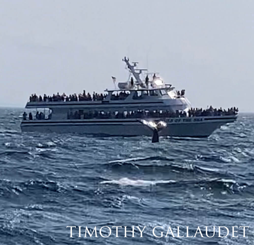 Sunlight glinting off a Humpback whale's tail as spectators watch.