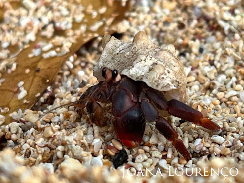 Hermit crab gazing intently into the distance, surrounded by bits and pieces of gravel.