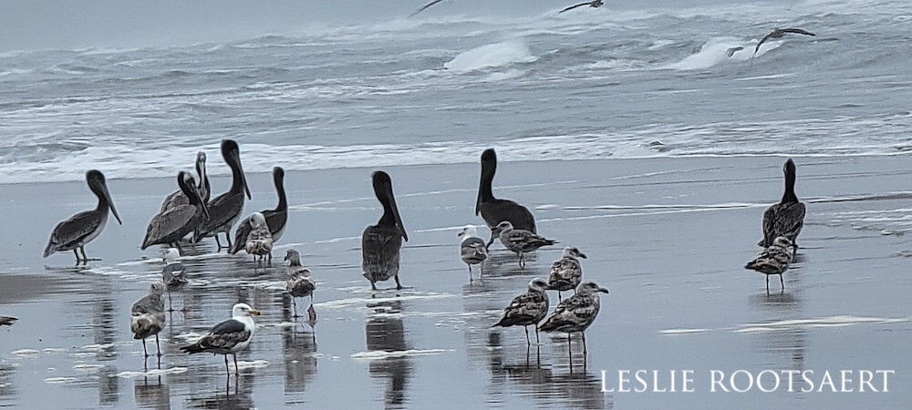 A variety of seabirds peacefully coexisting on a grey, sandy beach.
